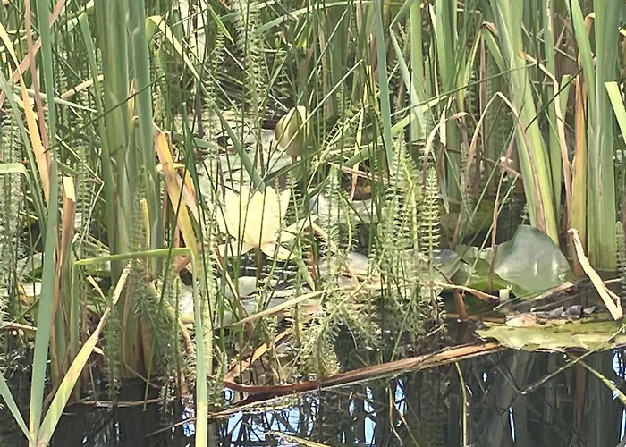 Haus Gruna Tatil Evi Golmbach